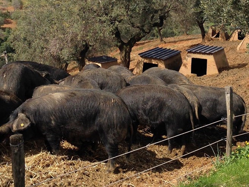 Suino nero di Aspromonte: territorio, benessere e prospettive