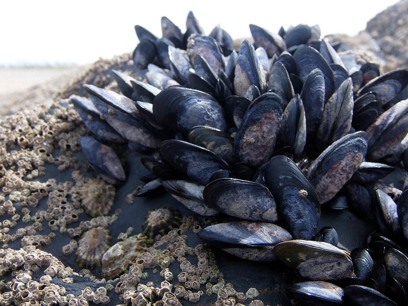 Le cozze hanno armi segrete contro i cambiamenti climatici